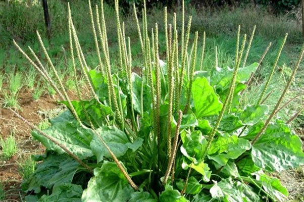 PLANTAGO O LLANTEN